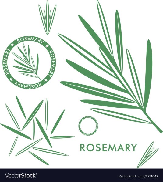 Розмарин вектор