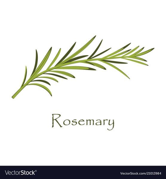 Веточка розмарина вектор