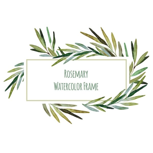 Розмарин лого вектор