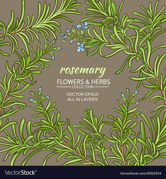 Розмарин черно белый