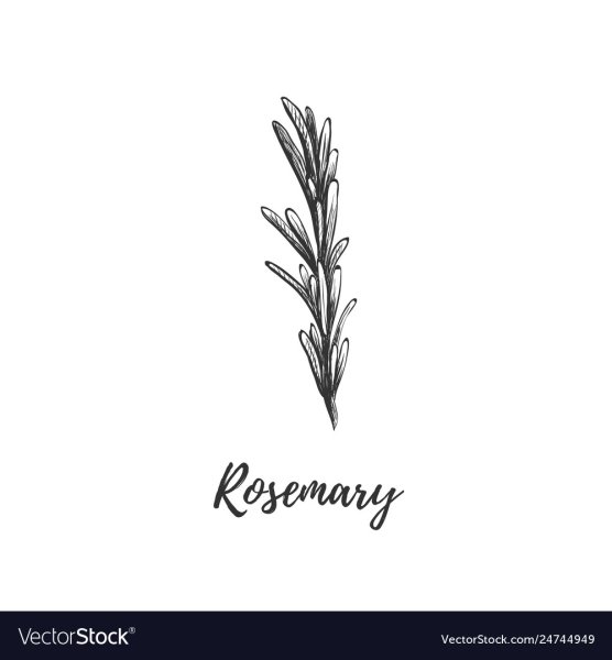 Логотип ресторана розмарин