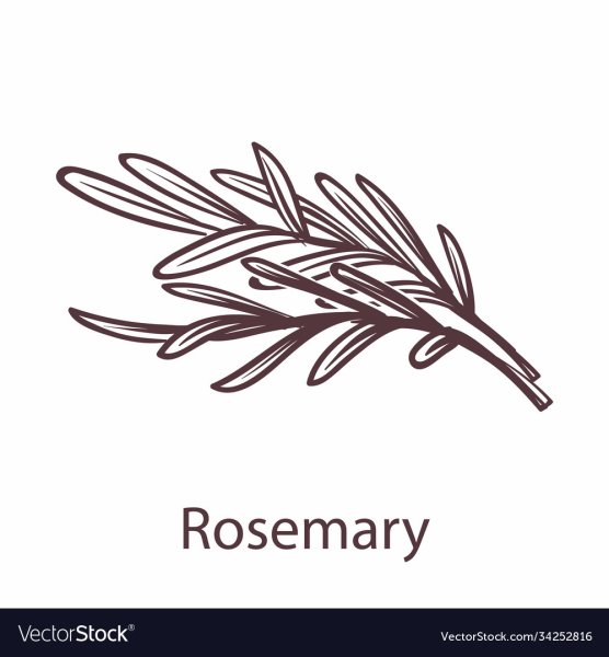 Розмарин этикетка