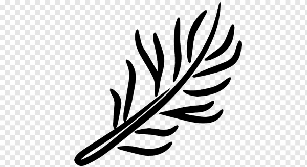 Фото розмарина чтобы срисовать