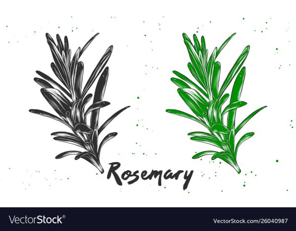 Розмарин Графика