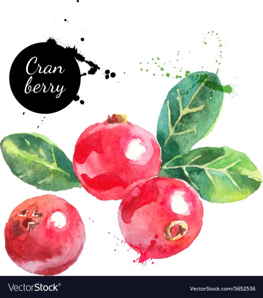 Брусника акварель