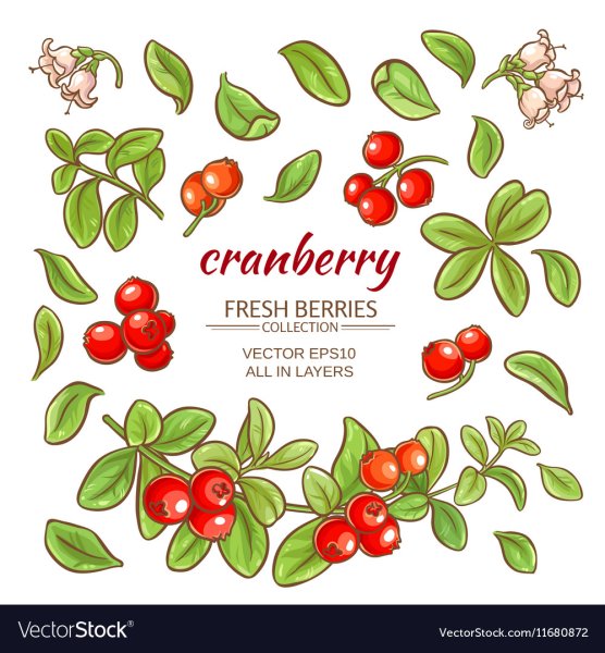 Лист брусники вектор