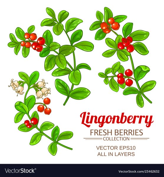 Lingonberry вектор