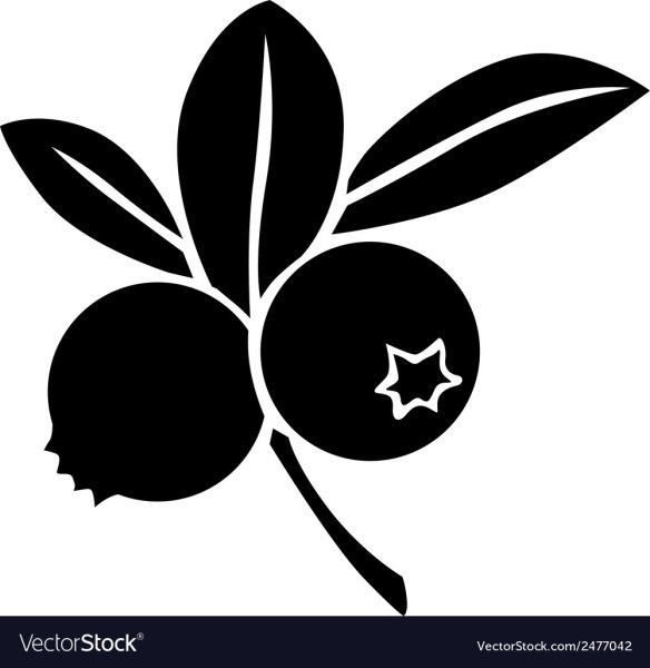 Черника черно белая