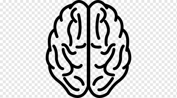 Мозг контур