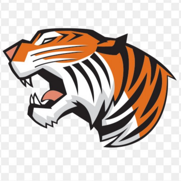 Голова тигра сбоку