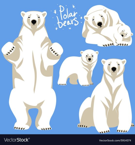 Белый медведь вектор