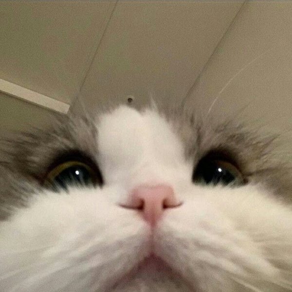 Значок ворлд оф танк блитз