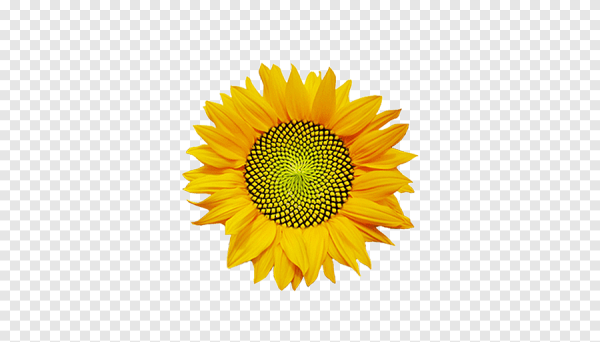 Подсолнух серединка вектор