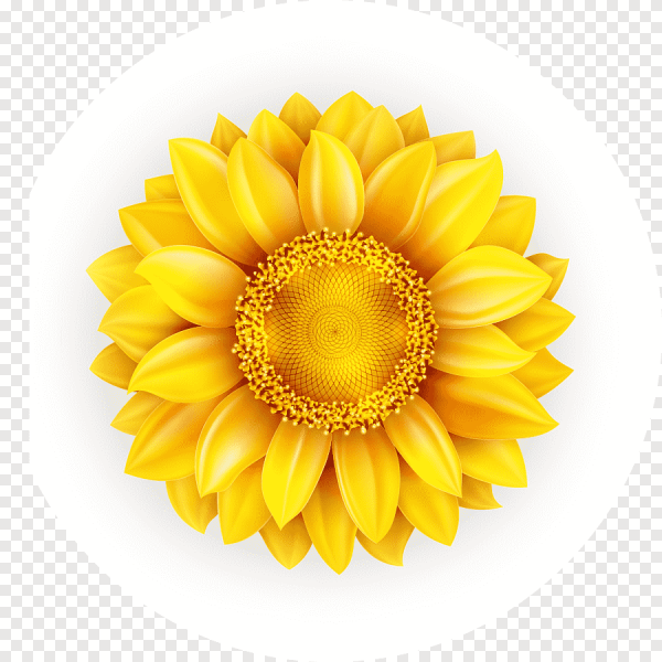 Подсолнух символ