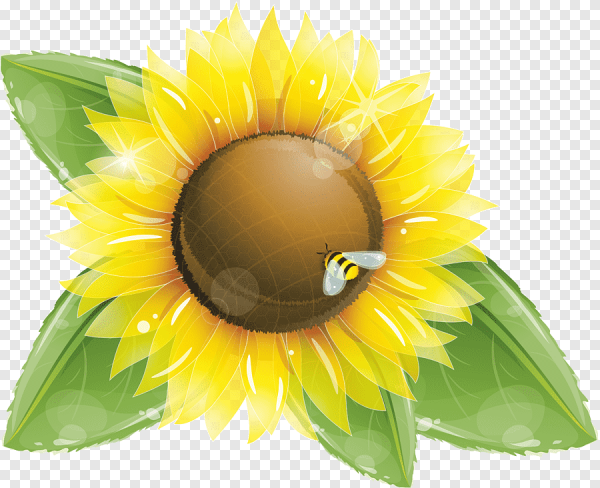 Листья подсолнуха на прозрачном фоне