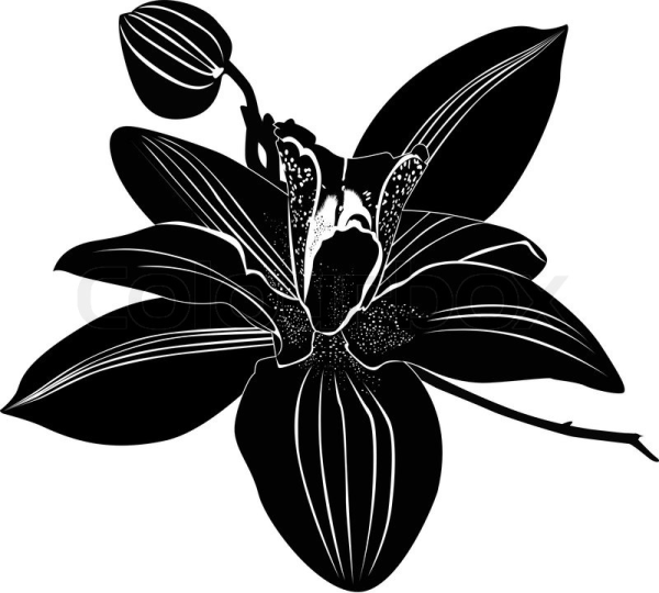 Орхидея вектор