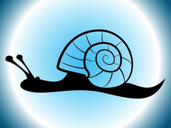 Улитка силуэт контур вектор