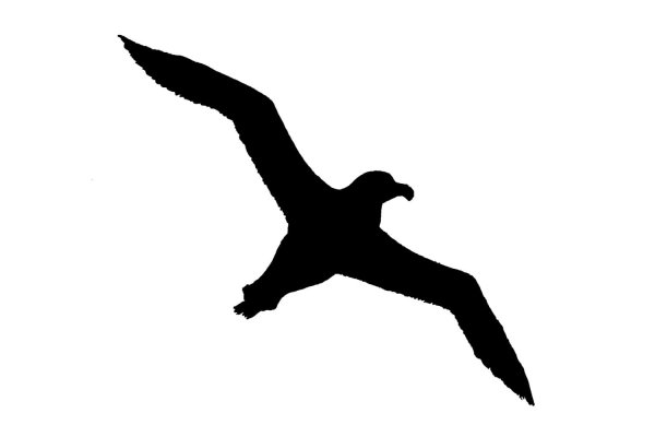 Трафарет Чайки