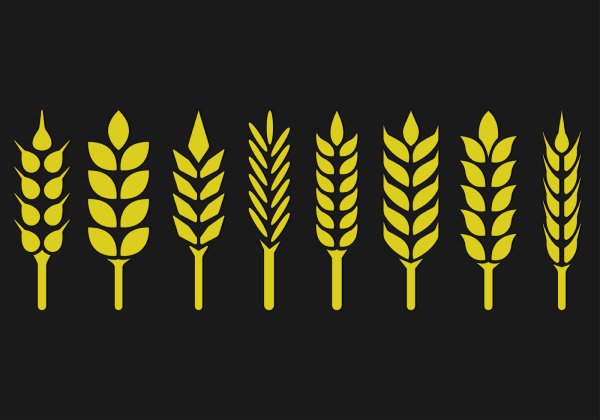 Хмель и колосья вектор