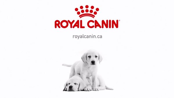 Роял Канин надпись