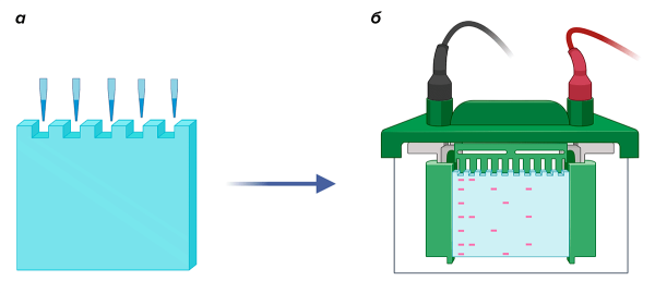 Электрофорез белковых фракций крови