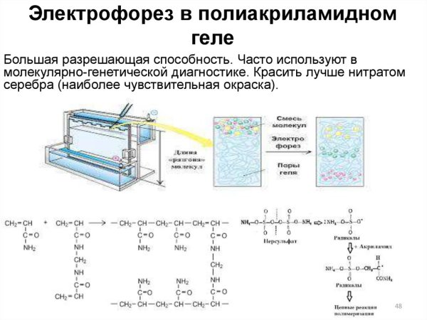 Двумерный электрофорез принцип метода