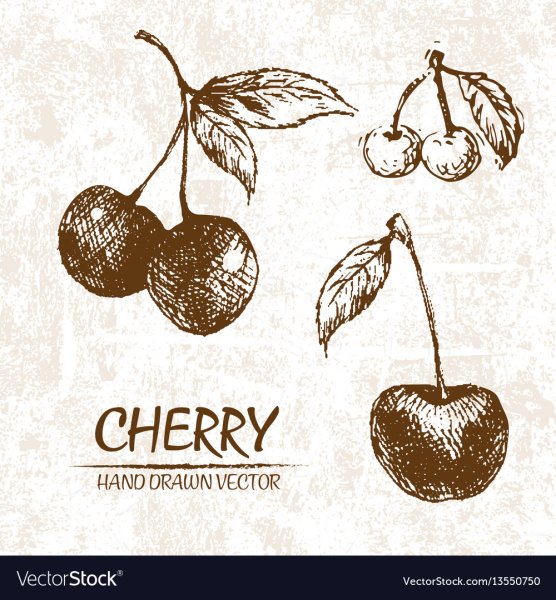 Черешня ручная Графика