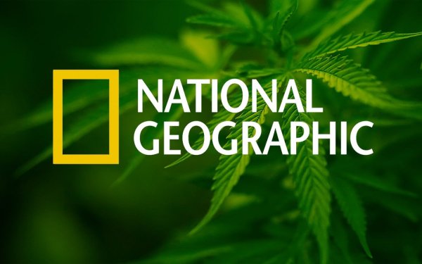 Телеканал National Geographic Wild