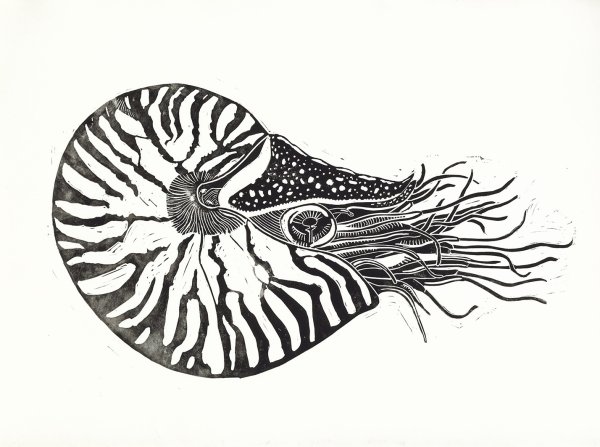 Аммонит Наутилус Помпилиус