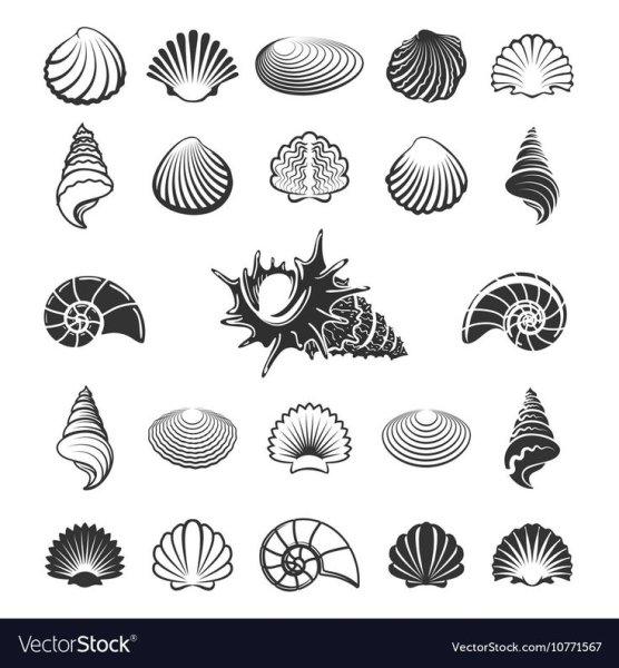 Ракушка логотип