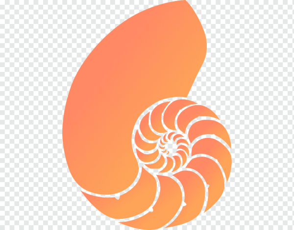 Ракушка логотип