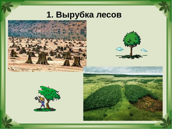 Символ исчезновения тропических лесов