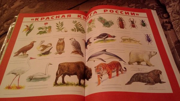 Проект красная книга детские работы