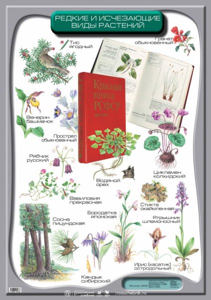 Рисунки животных из красной книги России