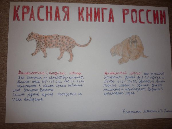 Рисунки на тему красная книга России