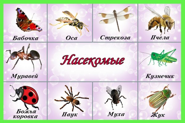 Насекомые для дошкольников