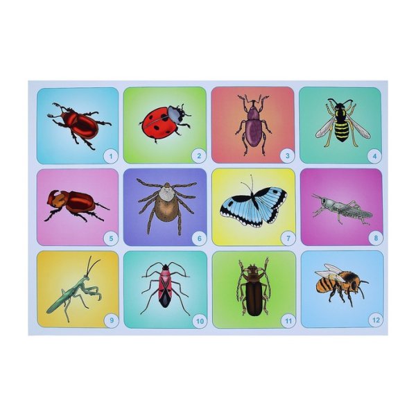 Животные группы насекомых