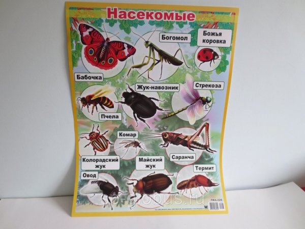 Плакат. Насекомые