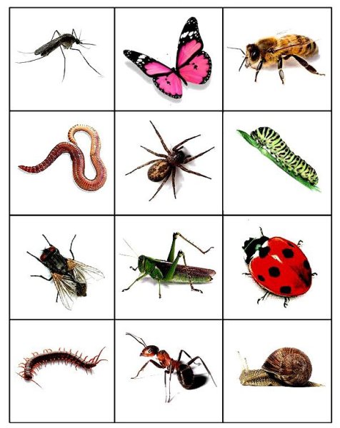 Карточки для детей. Насекомые