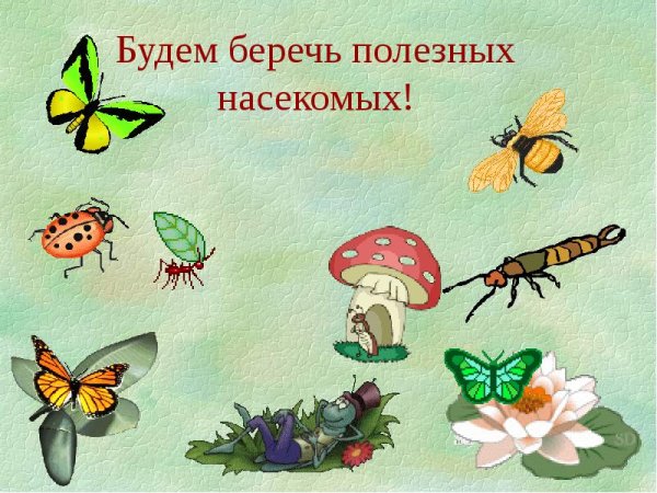 Полезные насекомые для дошкольников