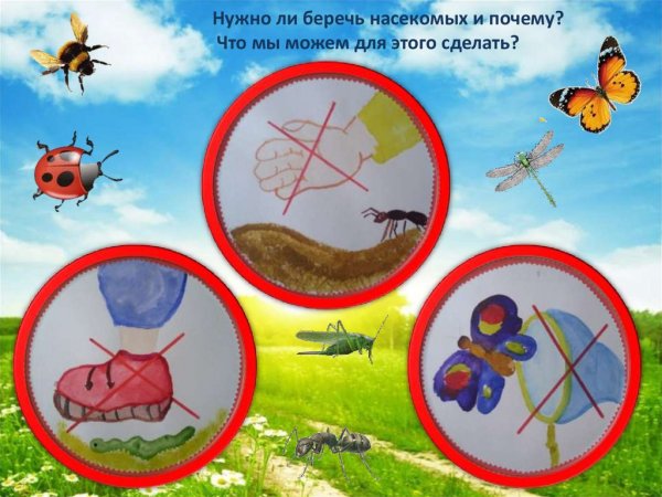 Знак берегите насекомых