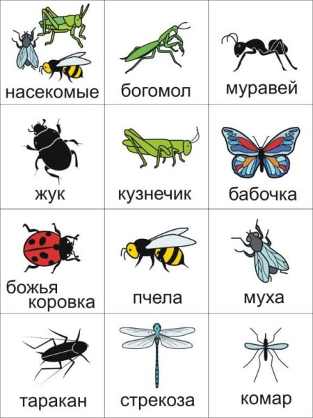 Карточки для детей. Насекомые