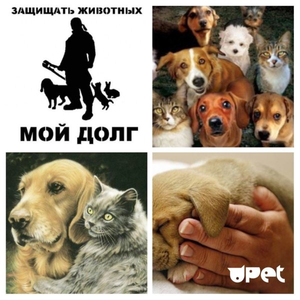 День защиты животных