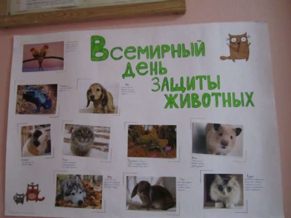 Плакаты в защиту бездомных животных