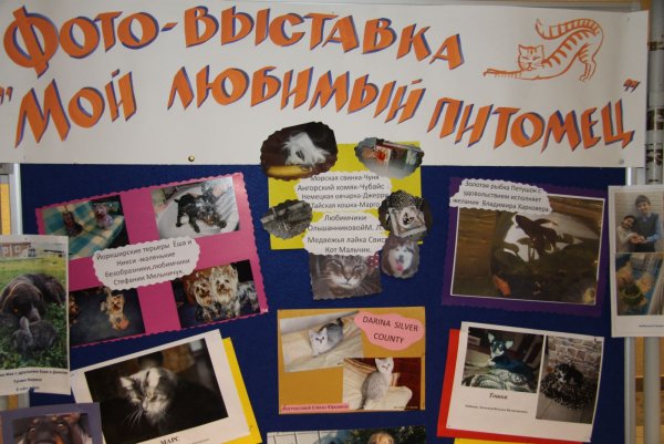 Рисунки бездомных животных детские