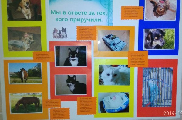 Стенгазета про кошек