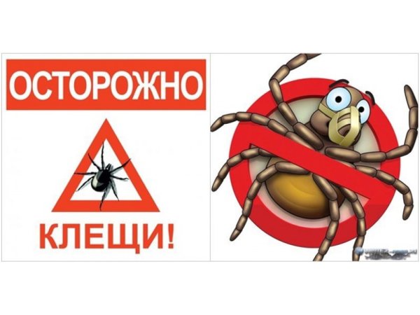 Осторожно клещевой энцефалит