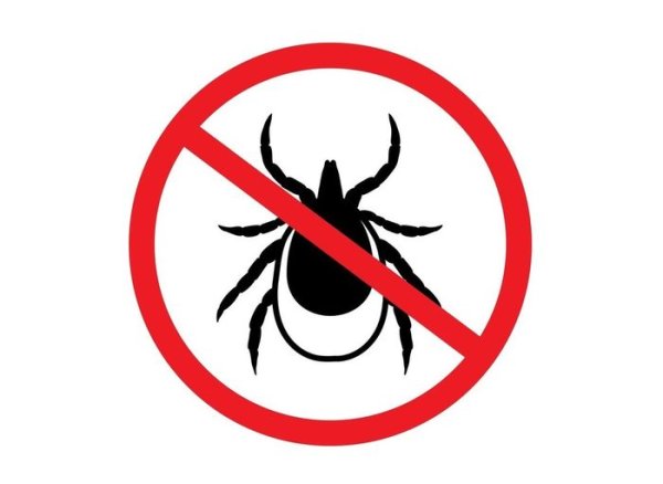 Осторожно клещи