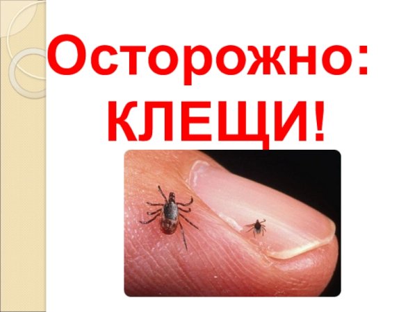 Осторожно клещи