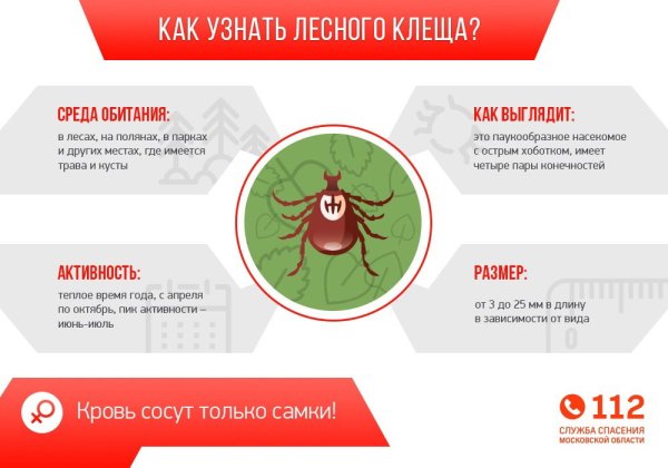 Клещевой энцефалит памятка для родителей